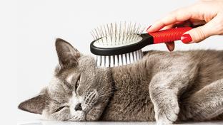 Gaining Share With the Well-Groomed Pet